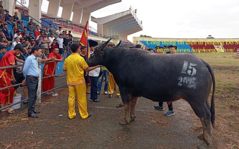 도손 버팔로 싸움 축제, 하이퐁