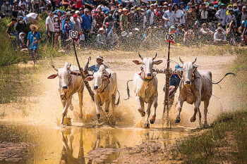 Seven Nui Cow Racing Association