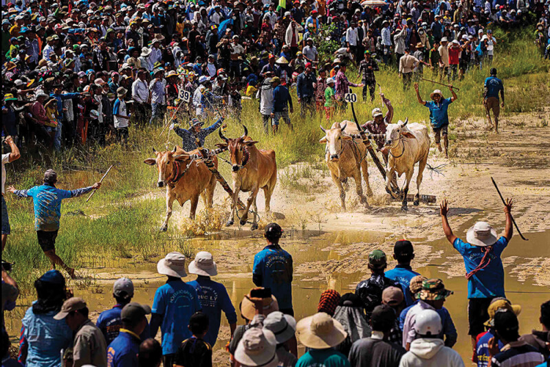 Seven Nui Cow Racing Association