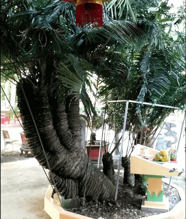 Minh Luong의 Khanh 파티