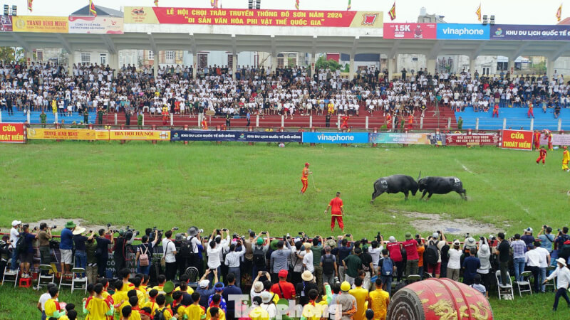 도손 버팔로 싸움 축제, 하이퐁
