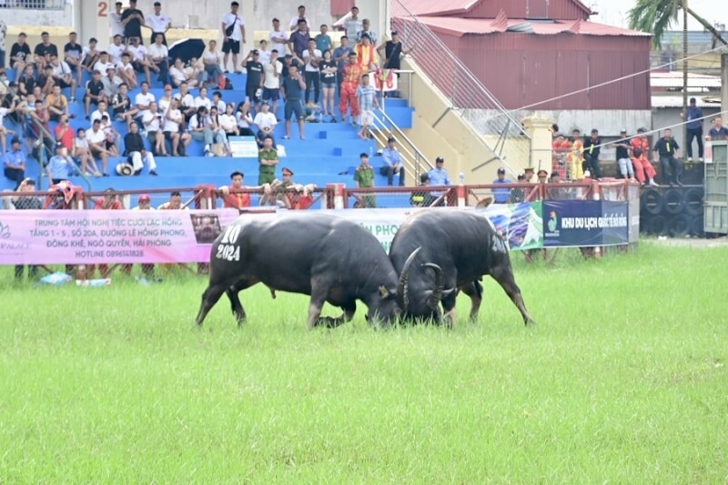 도손 버팔로 싸움 축제, 하이퐁