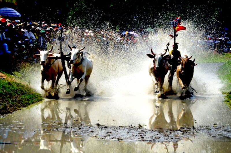 Seven Nui Cow Racing Association