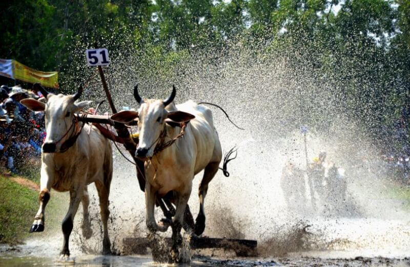 Seven Nui Cow Racing Association