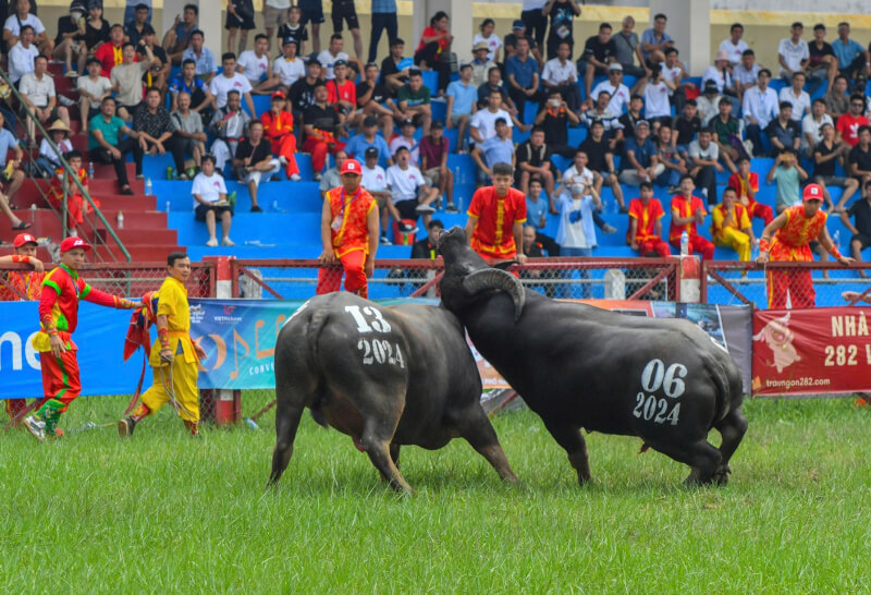 도손 버팔로 싸움 축제, 하이퐁