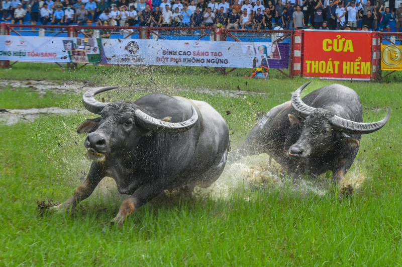 도손 버팔로 싸움 축제, 하이퐁