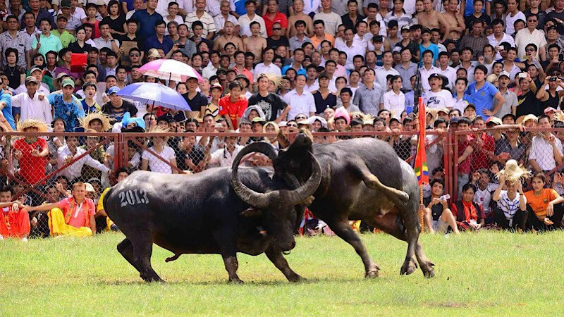 도손 버팔로 싸움 축제, 하이퐁