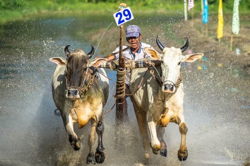 Seven Nui Cow Racing Association