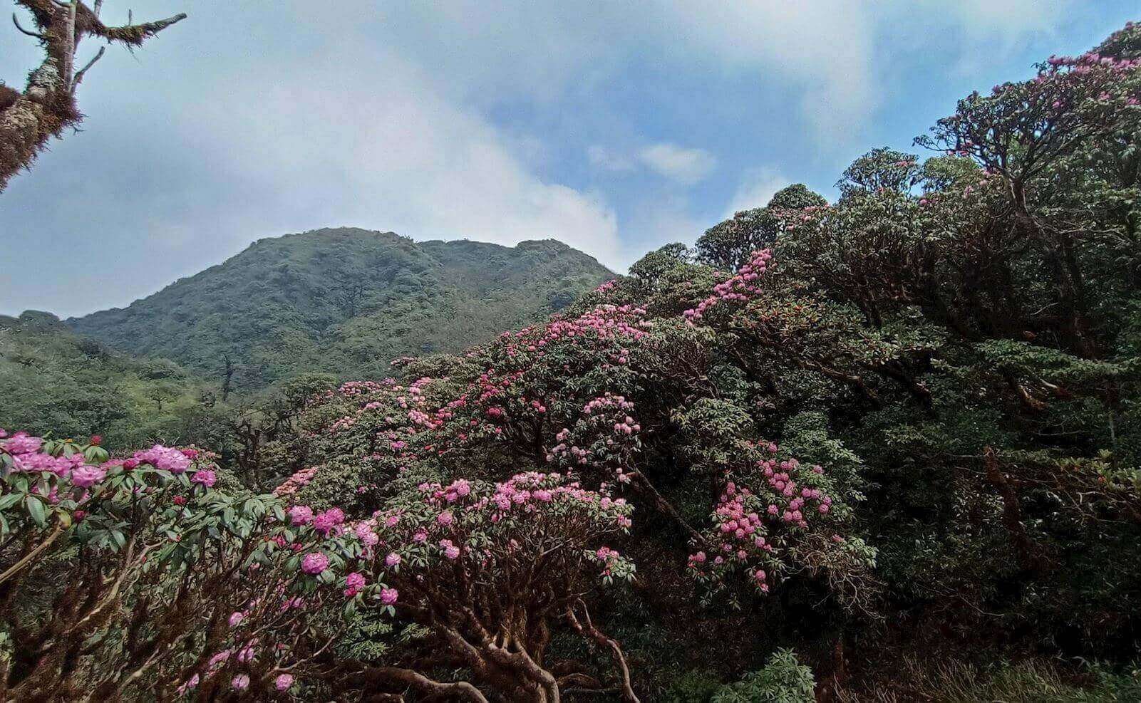 2025 년 Tam Duong 지구의 Putaleng Festival