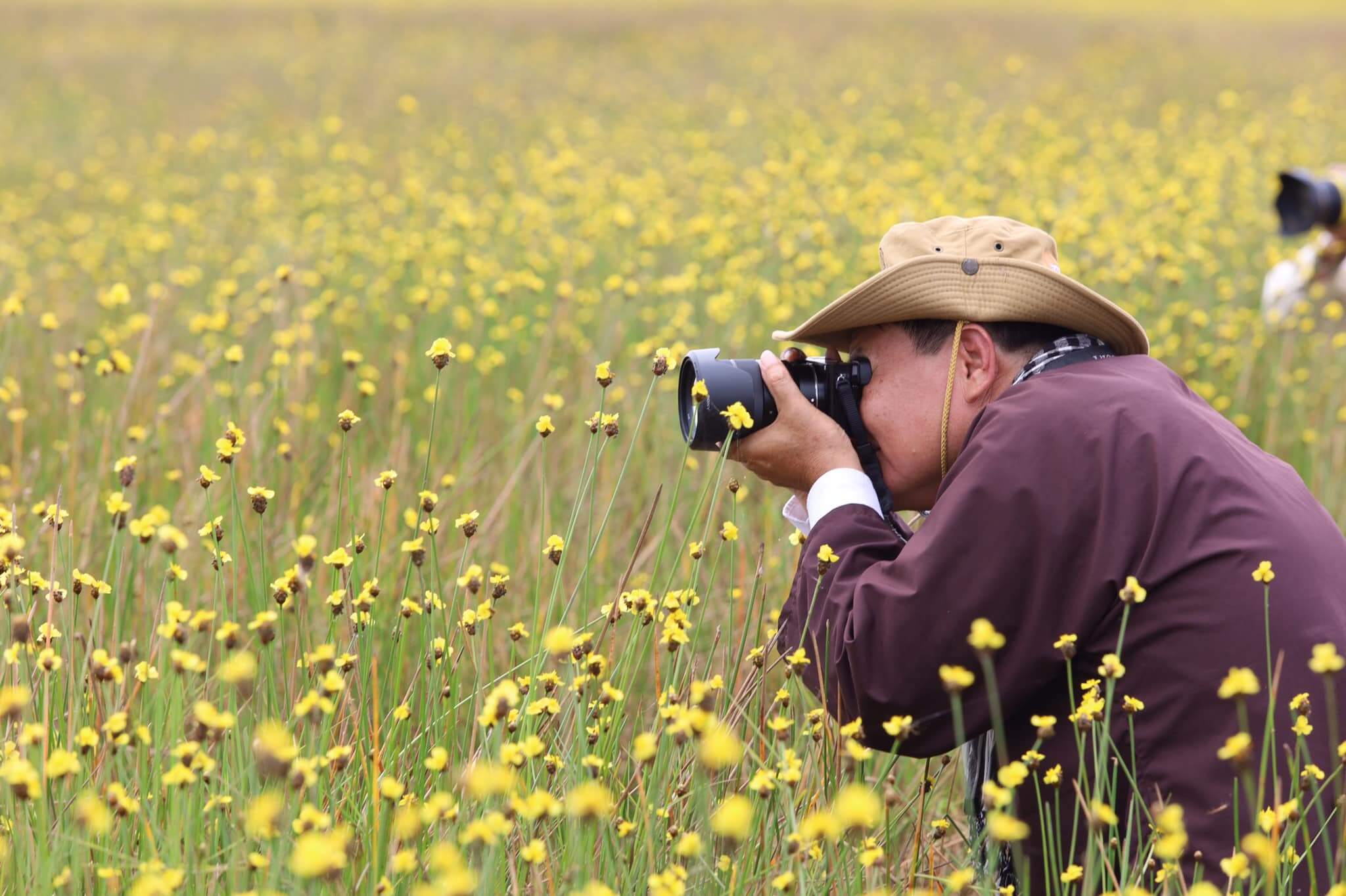 Mùa Hoa Hoàng Đầu Ấn – Vẻ Đẹp Mong Manh Giữa Đất Trời Tràm Chim