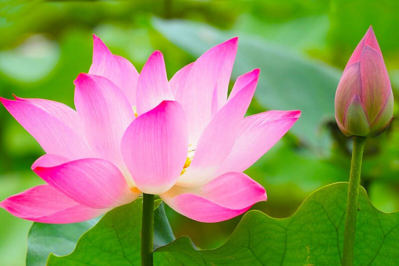 Tháp Mười mùa sen nở