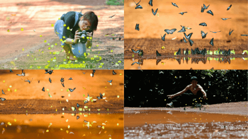 Đừng Bỏ Lỡ Check-in Mùa Bướm Rừng Mã Đà: Khung Cảnh Thần Tiên Chỉ Xuất Hiện 1 Lần Trong Năm