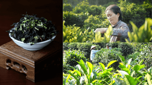 Trà Phú Hội – Hương Trà Ngọt Dịu Từ Vùng Đất Nhơn Trạch, Đồng Nai