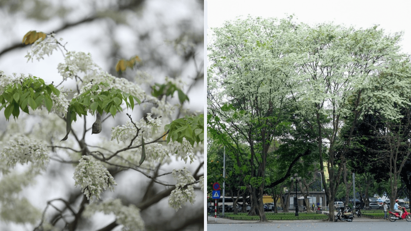 Chìm đắm trong sắc trắng tinh khôi của hoa sưa giữa lòng Hà Nội