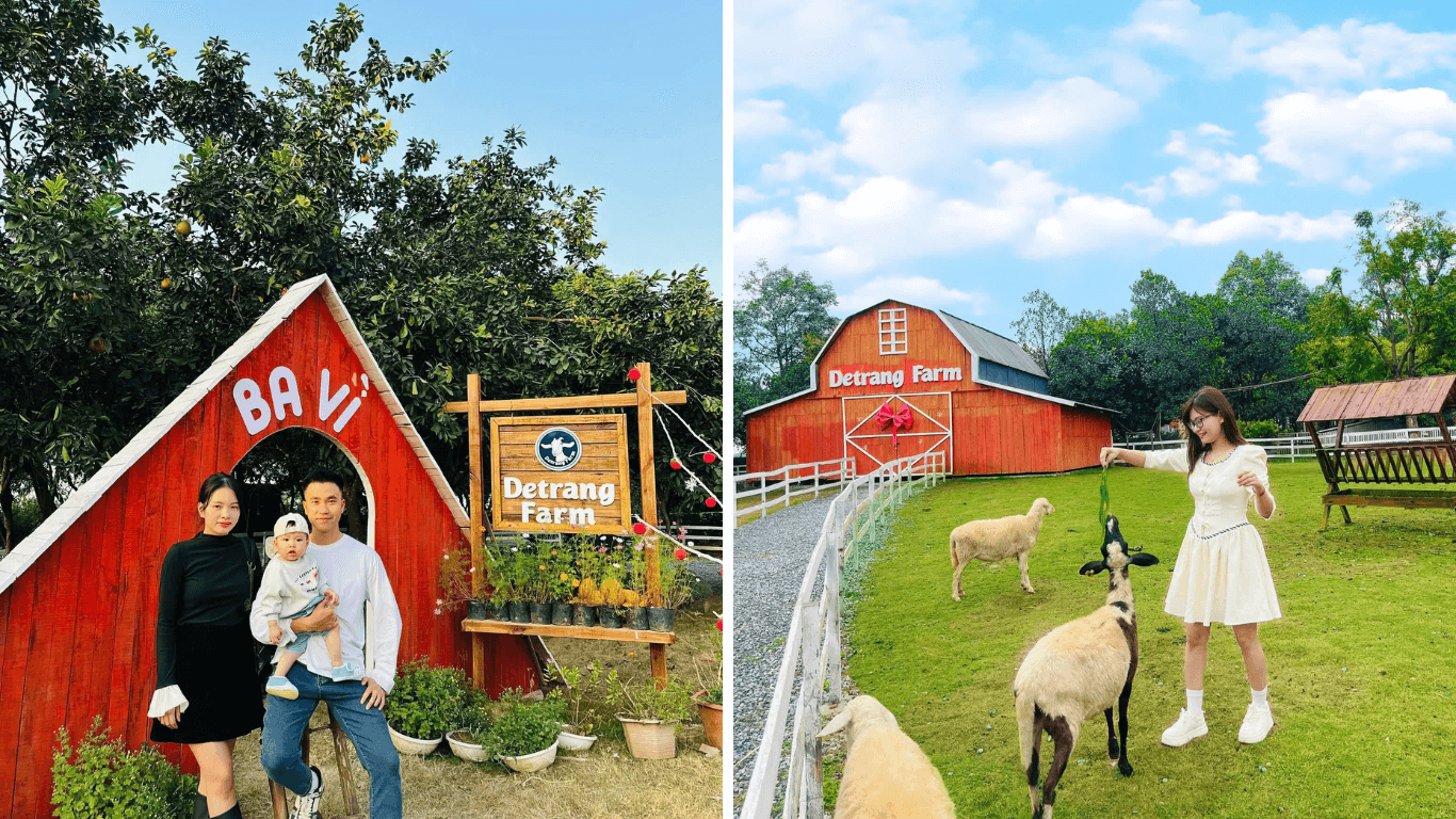 Tận Tay Cho Dê Ăn và Gặt Rau: Một Ngày Đầy Màu Sắc Ở Dê Trắng Farm