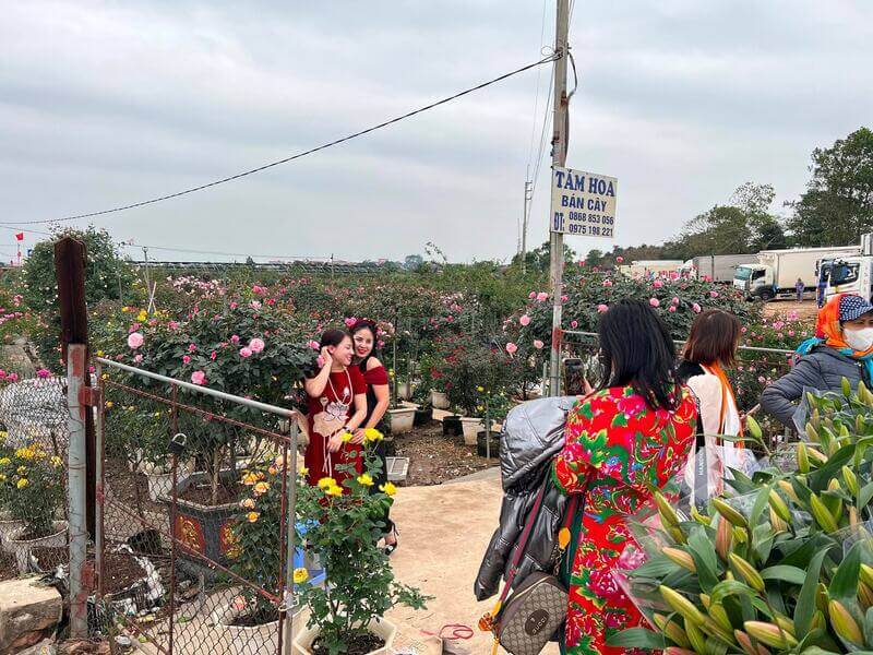 Lặng ngắm sắc hoa tinh khôi tại chợ hoa nổi tiếng Mê Linh