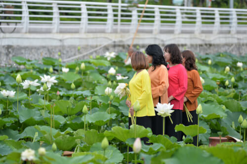 Lạc Bước Giữa Biển Hoa Sen Hồ Tây – Chốn Về Cho Những Tâm Hồn Muốn Lặng