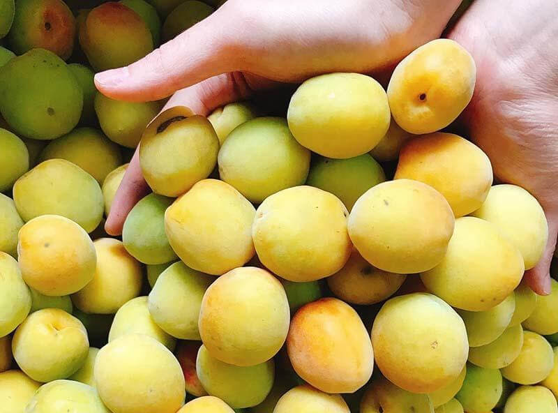 Mùa Hè Dịu Mát Với Đặc Sản Mơ Hương Tích Nức Tiếng