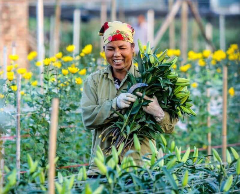 Trọn Vẹn Mùa Xuân Với Những Cánh Đồng Hoa Mê Linh Thơ Mộng