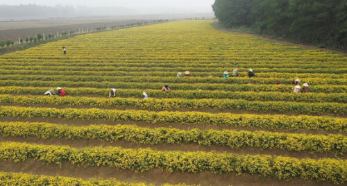 Check-In Cánh Đồng Cúc Chi Đẹp Như Tranh Tại Sơn Lai