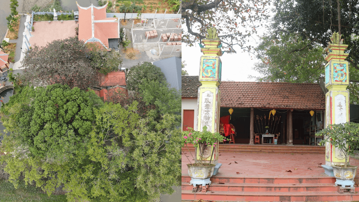 Những Cây Cổ Thụ Hàng Trăm Năm Và Lịch Sử Đình Làng Yên Chỉ