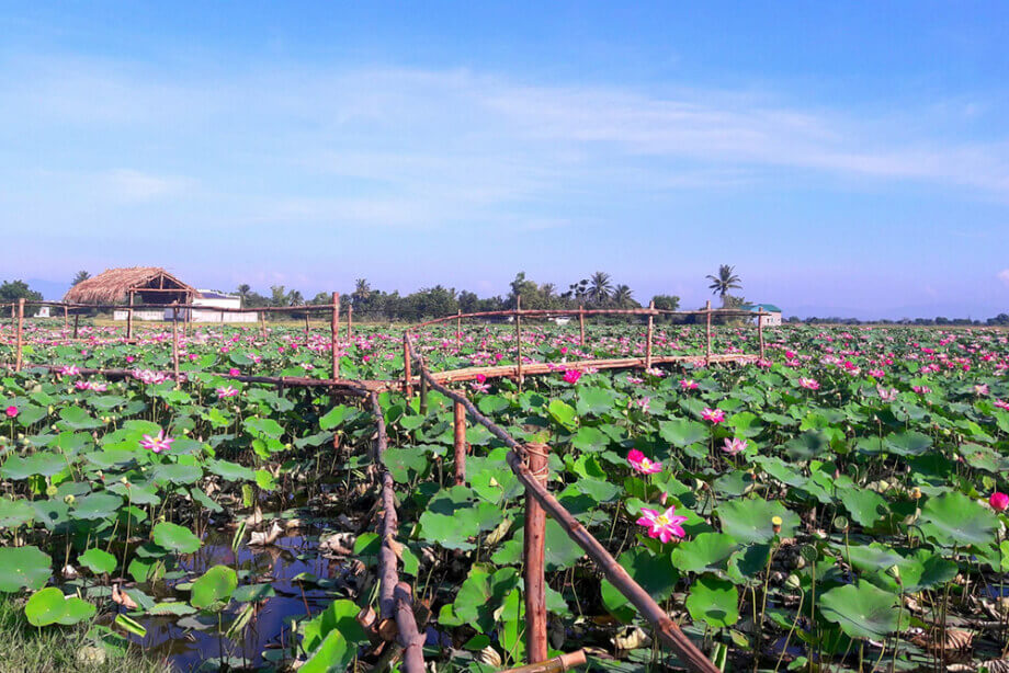 Phu Thien의 Lotus Fields