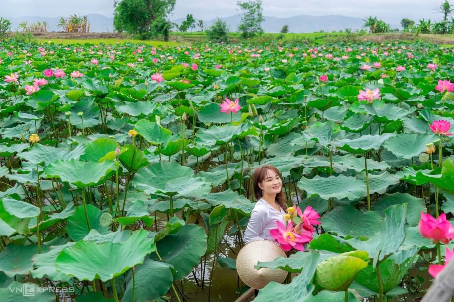 연꽃 시즌의 Phu Thien Lotus 필드