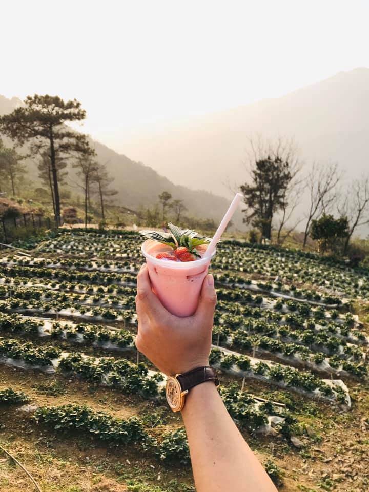 Lala Land Tam Đảo