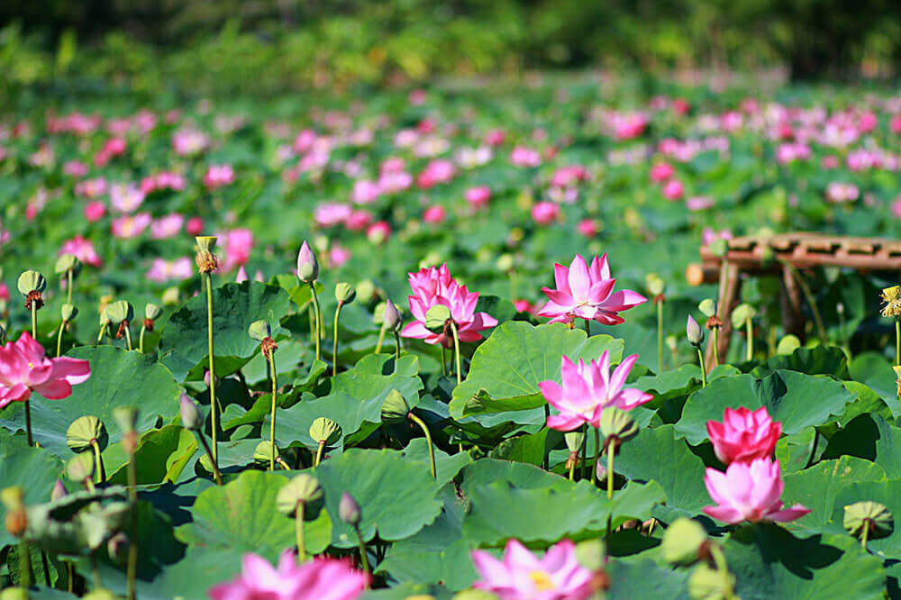 Phu Thien의 Lotus Fields