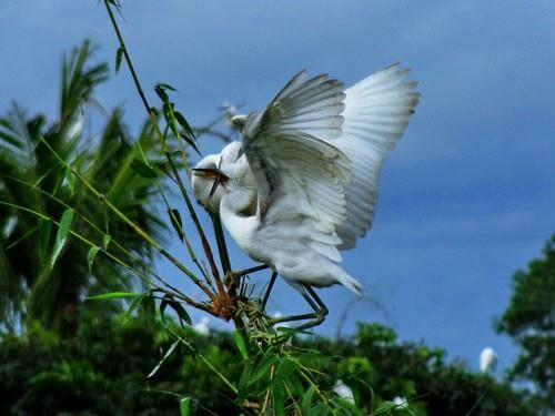 Hai Luu Stork Garden