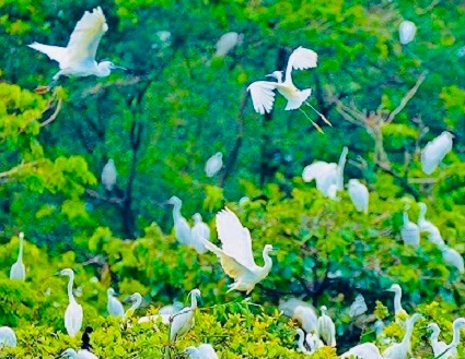 Na Hang tourist area