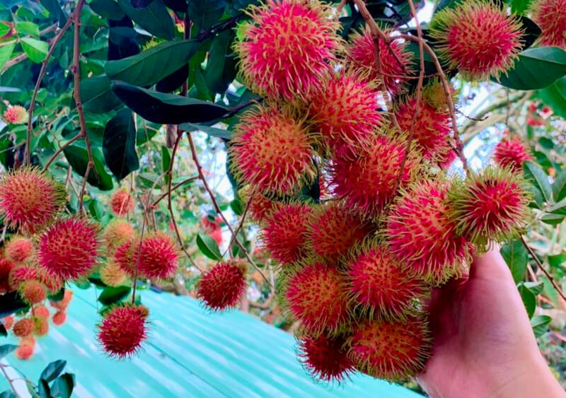 Mingle with nature with the young Ut Western Fruit Garden