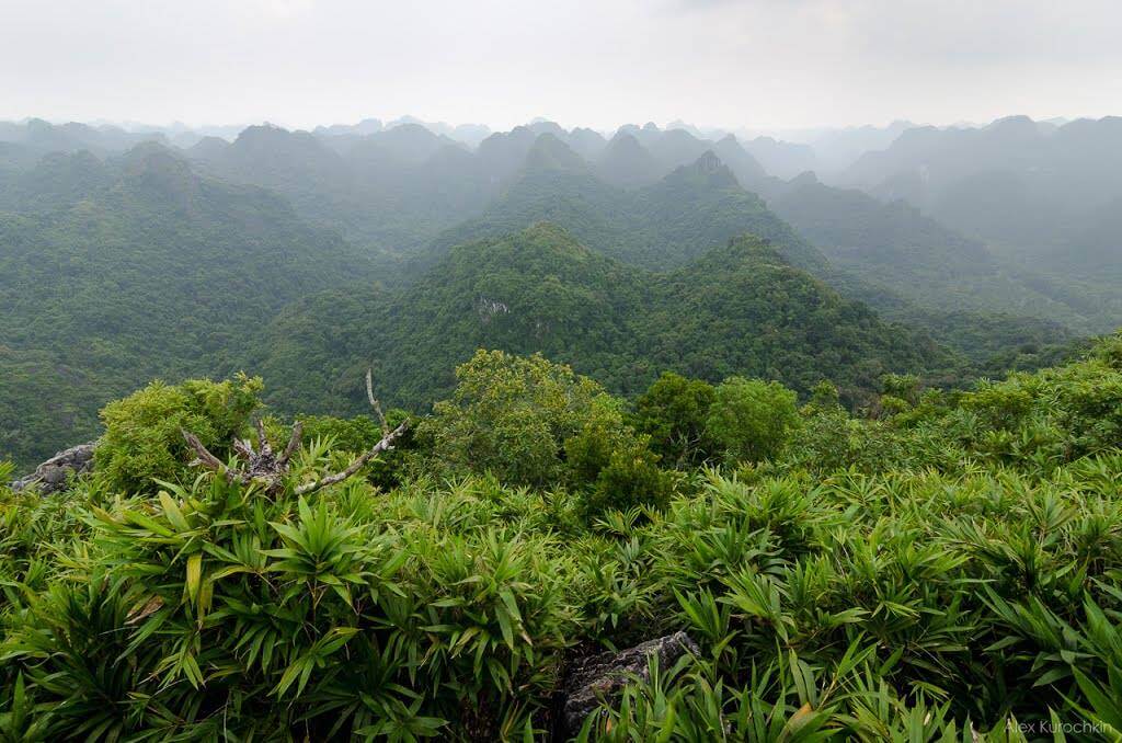 Chinh phục Đỉnh Ngự Lâm nhìn ngắm vẻ đẹp kỳ vĩ của Cát Bà