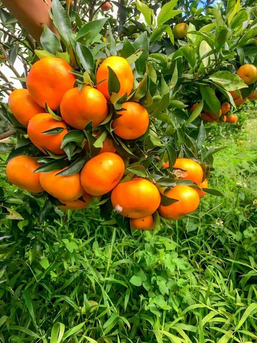 Orfarm Mang Den Orange Garden