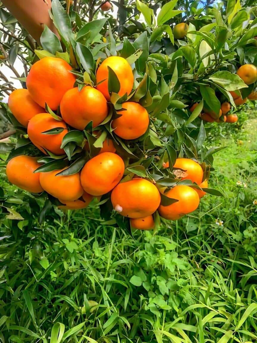 Vườn cam Orfarm Măng Đen nổi tiếng với loại cam Canh thơm ngon. Nếu bạn có dịp ghé thăm Kon Tum, hãy cùng đến đây để thưởng thức loại trái này nhé.