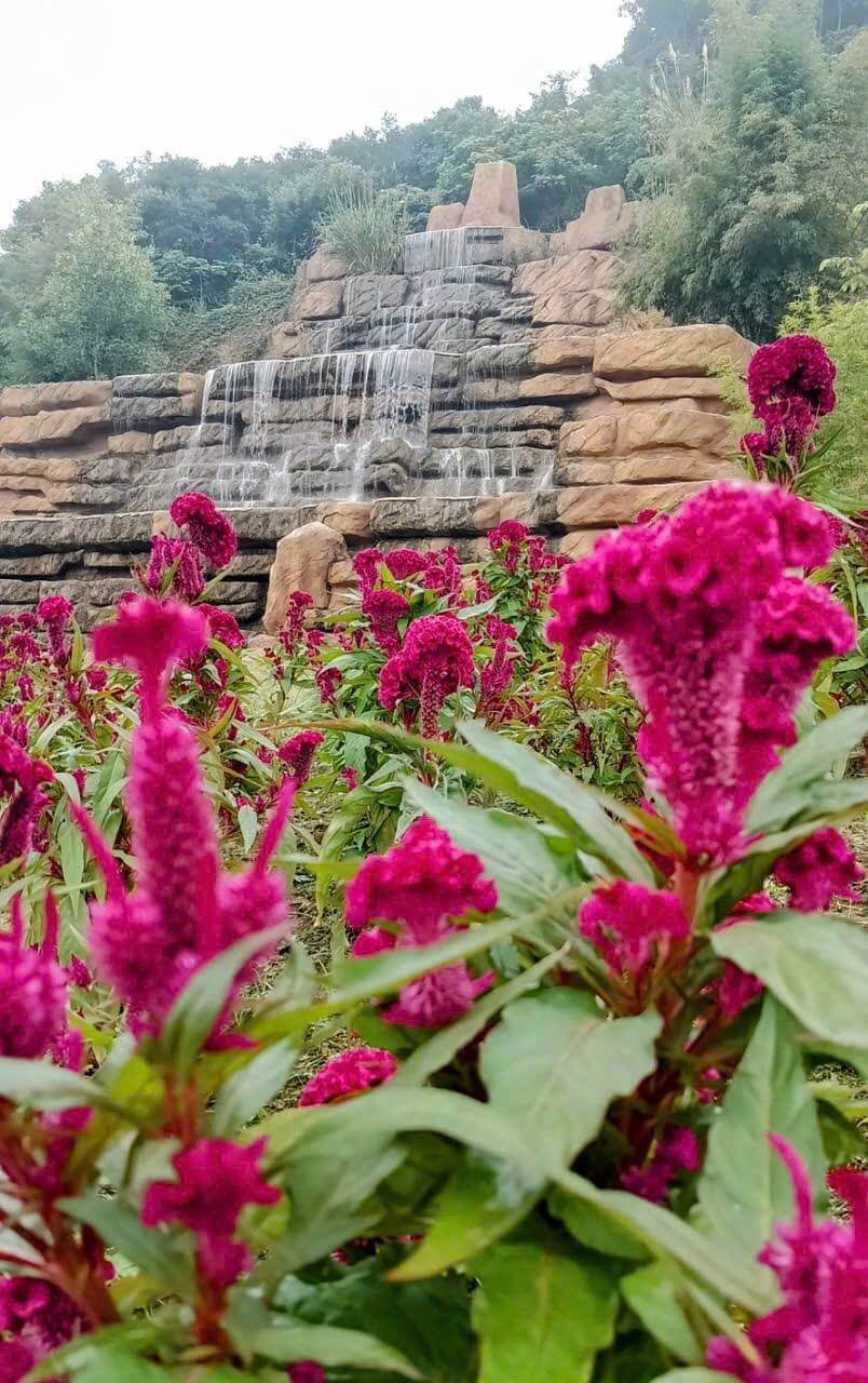 ここに来て、訪問者はすべての色で蝶の花の庭に没頭したり、足を離れたくなくてもデイジーの庭で紛失します...