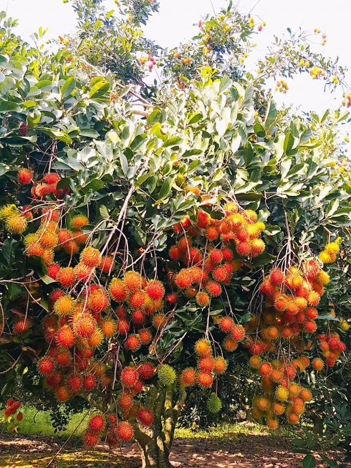 Ut Phuong Fruit Garden promises to be an interesting destination in Tay Ninh tourism journey, especially with those who love eco -experiences