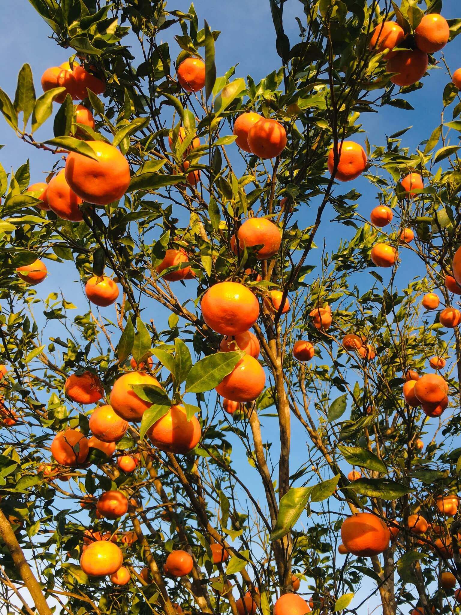 Orfarm Mang Den Orange Garden