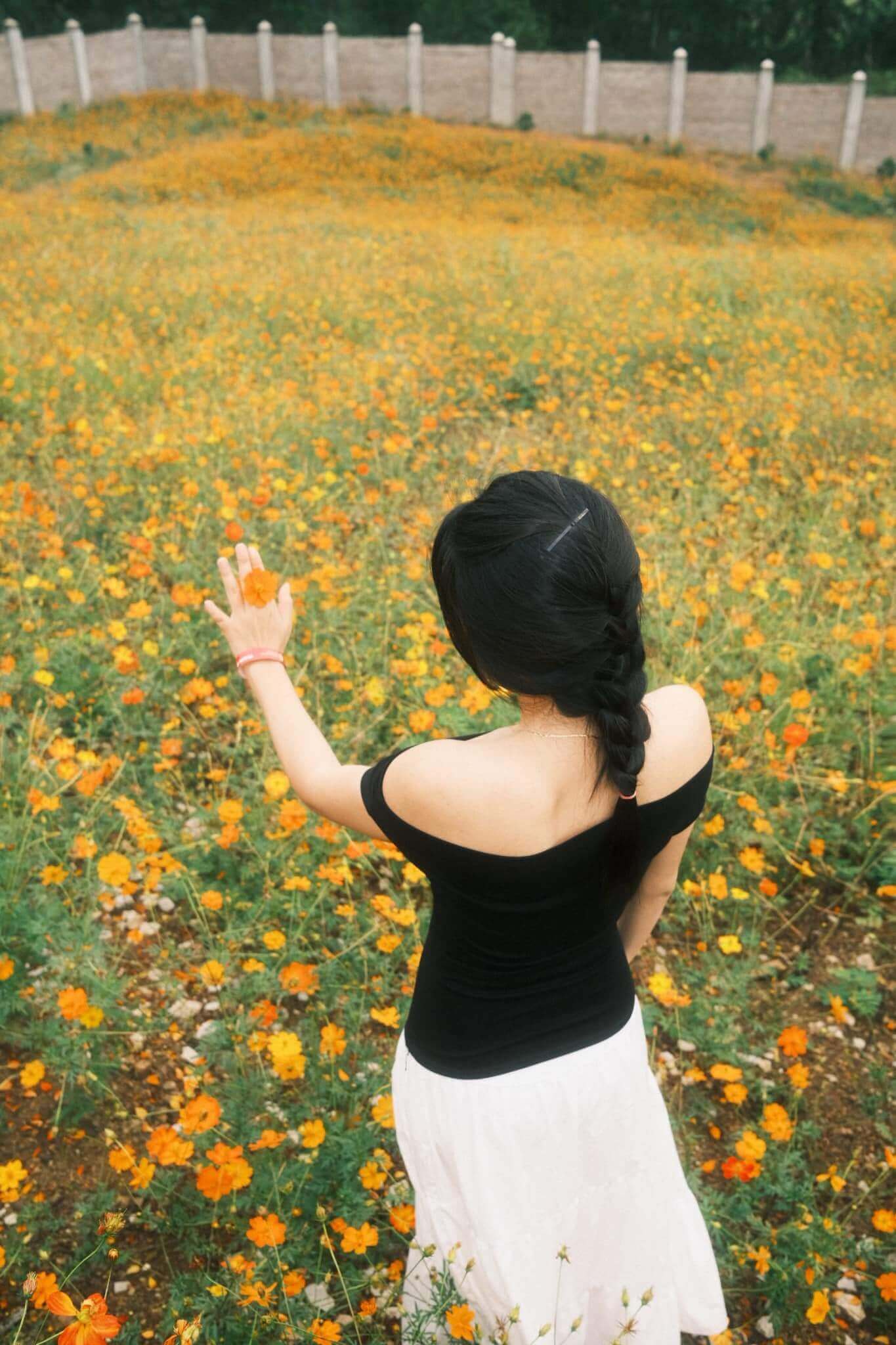 Đồi thông hồ Đồng Chương