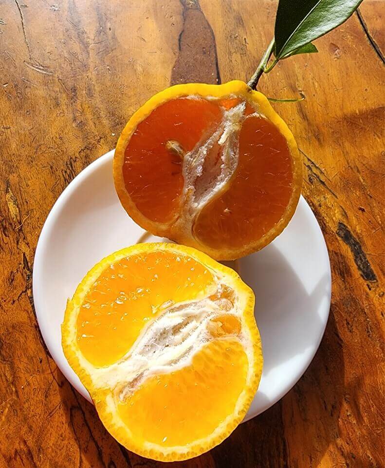 Orfarm Mang Den Orange Garden