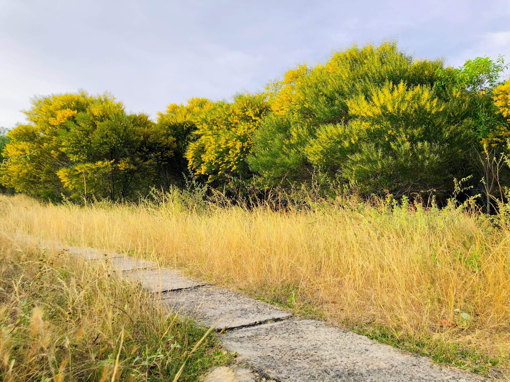 Rừng Keo Lá Tràm