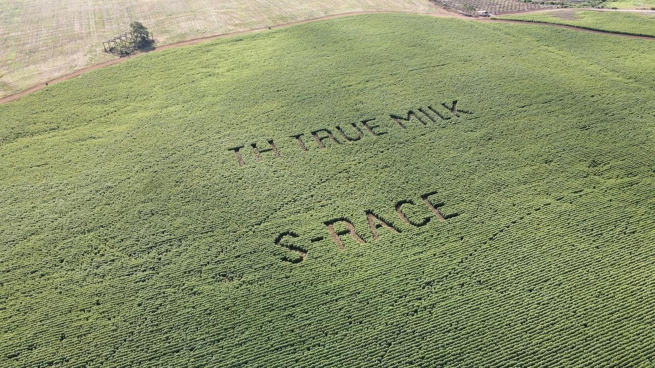 毎年、NGHEのヒマワリのフィールドは、3-4と11月12日に経験豊富な2つのフラワーシーズンを経験しました。