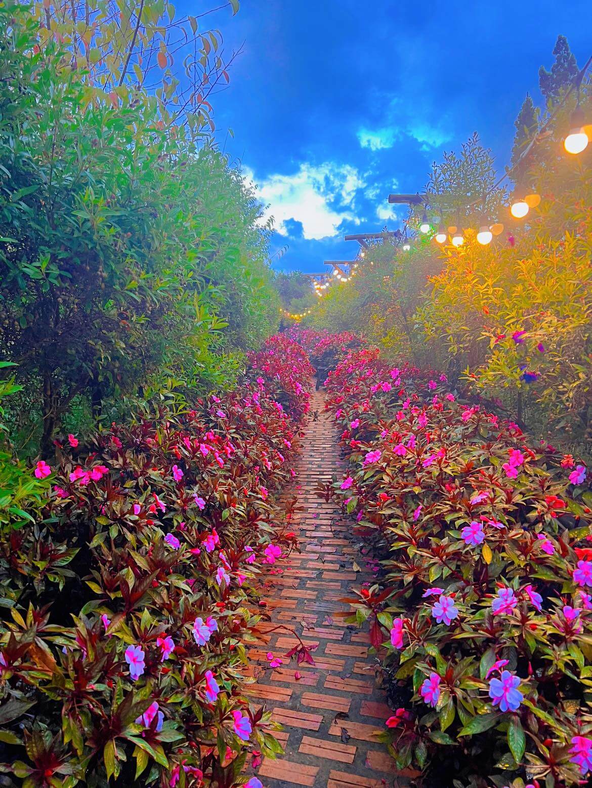 Dalat cloud hill creates a vivid and vast space with the scenery of heaven and earth, mountains, flowers and light clouds fluttering in a quiet space.