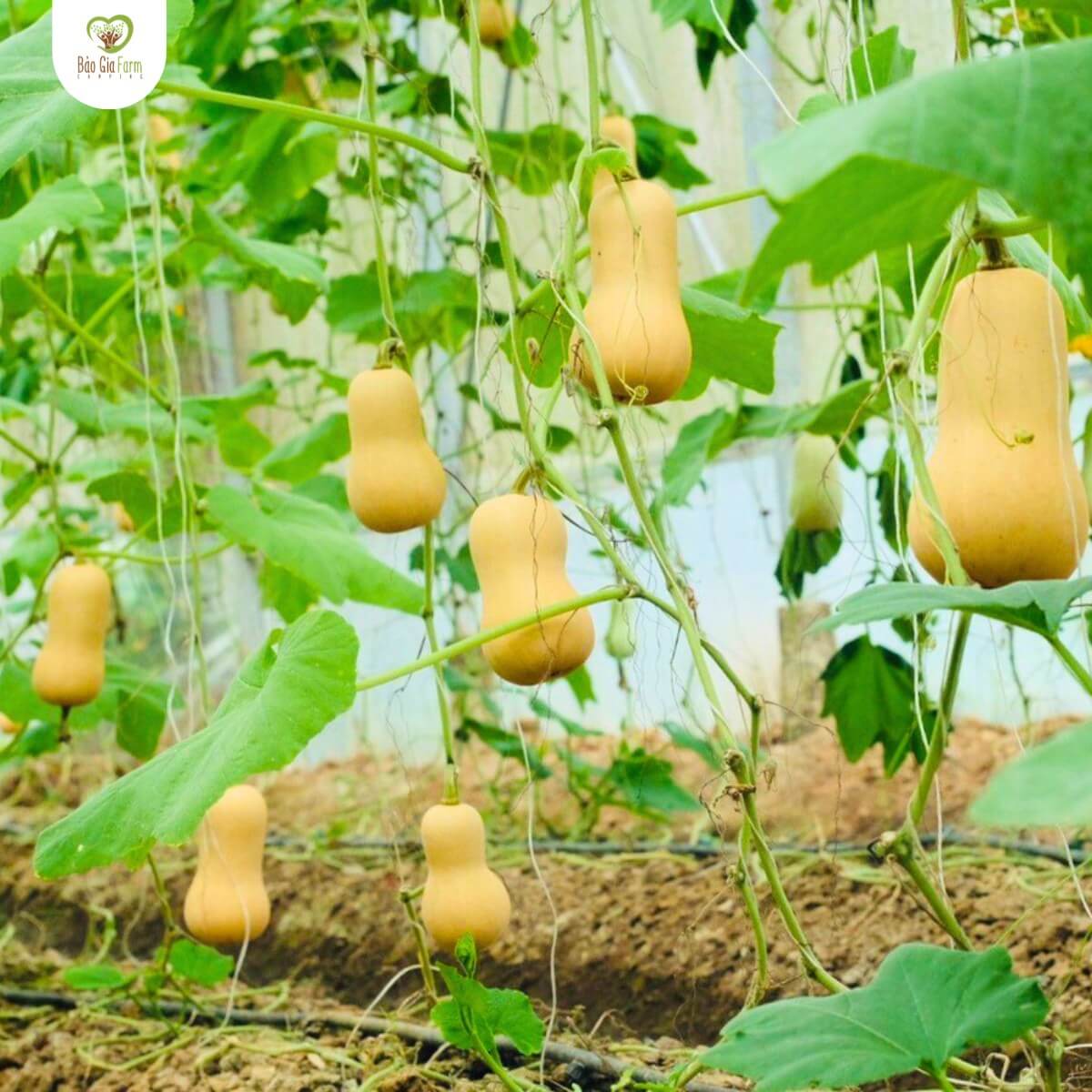 Bảo Gia Farm Camping