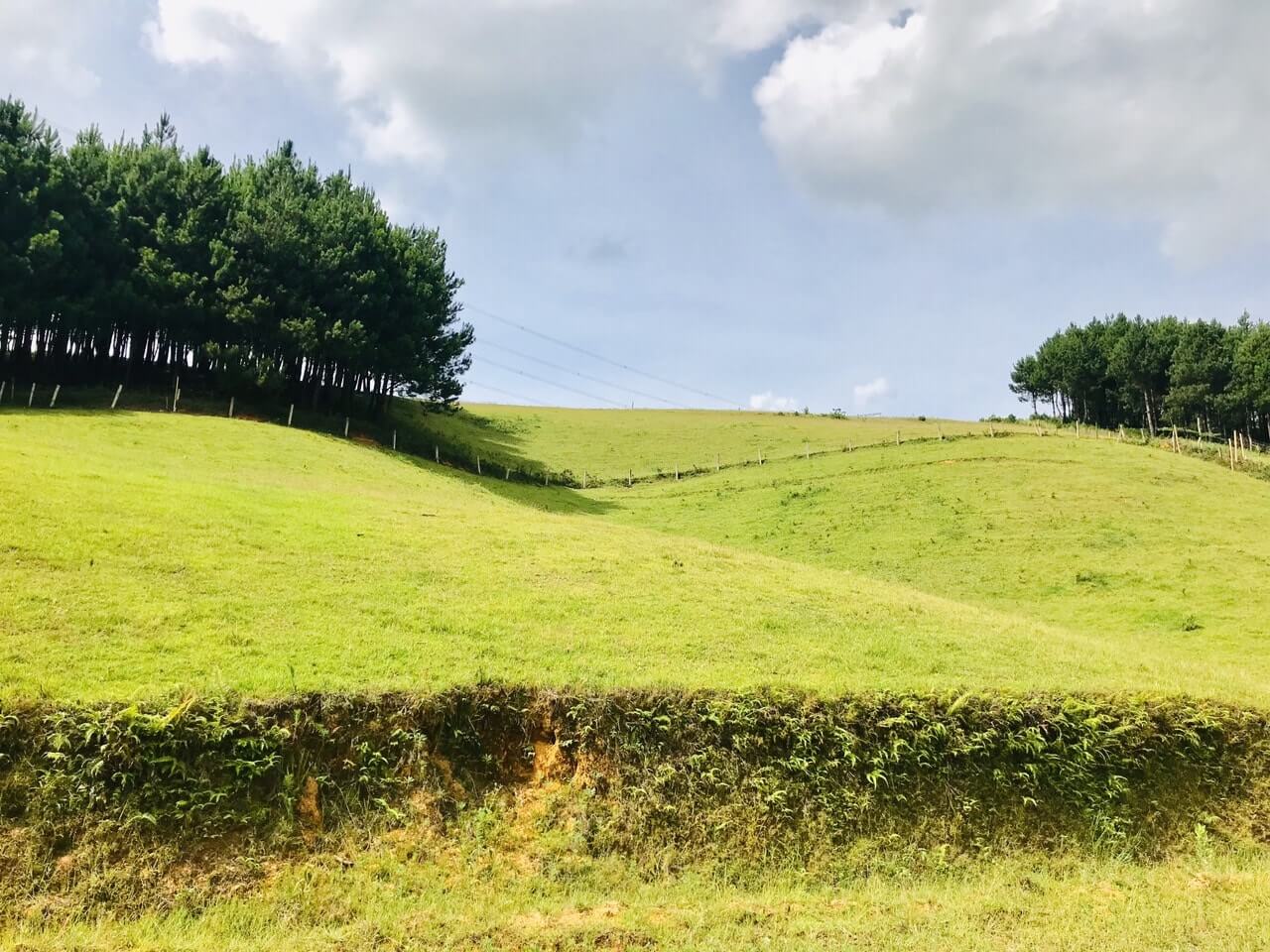 Rừng thông Hua Tạt