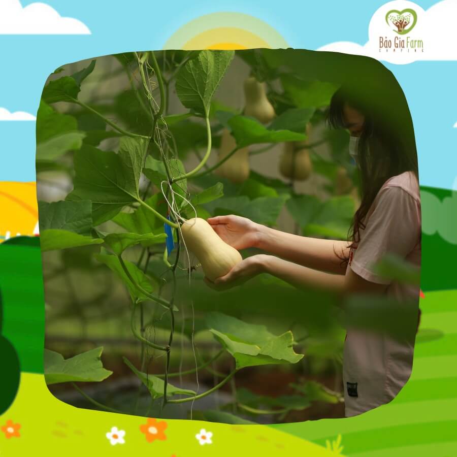 Bảo Gia Farm Camping