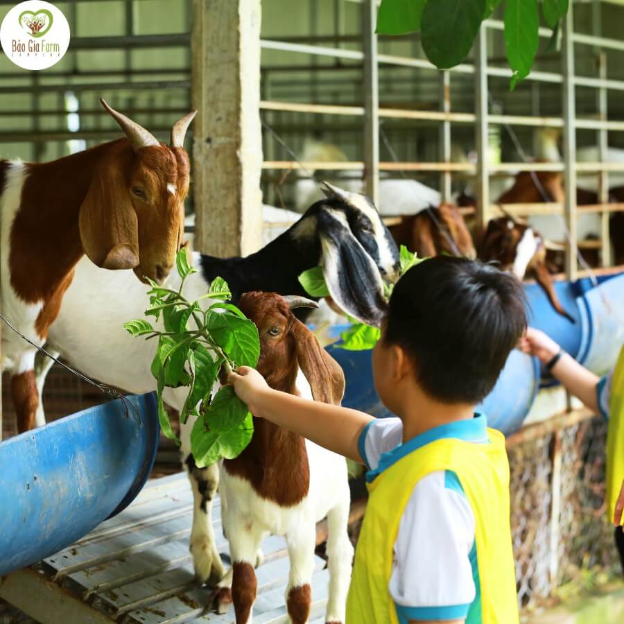 Bảo Gia Farm Camping