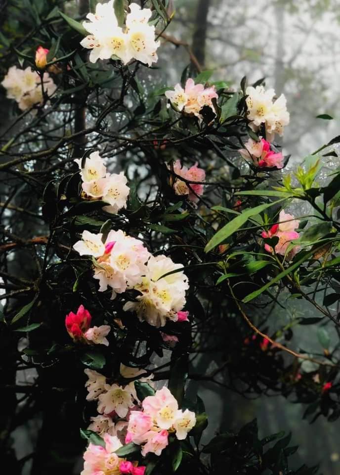 Thác Bản Khiếng