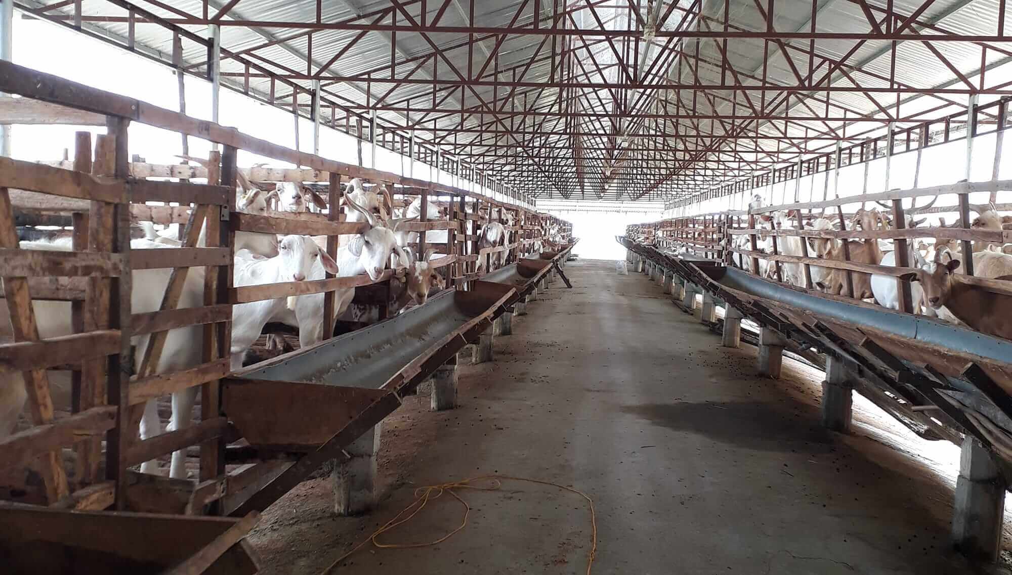 Trang trại sữa dê Ngọc Đào