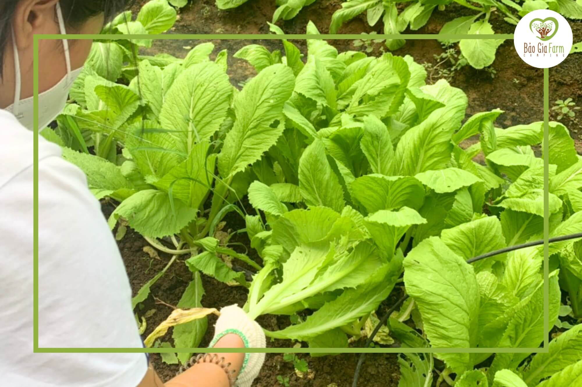 Bảo Gia Farm Camping